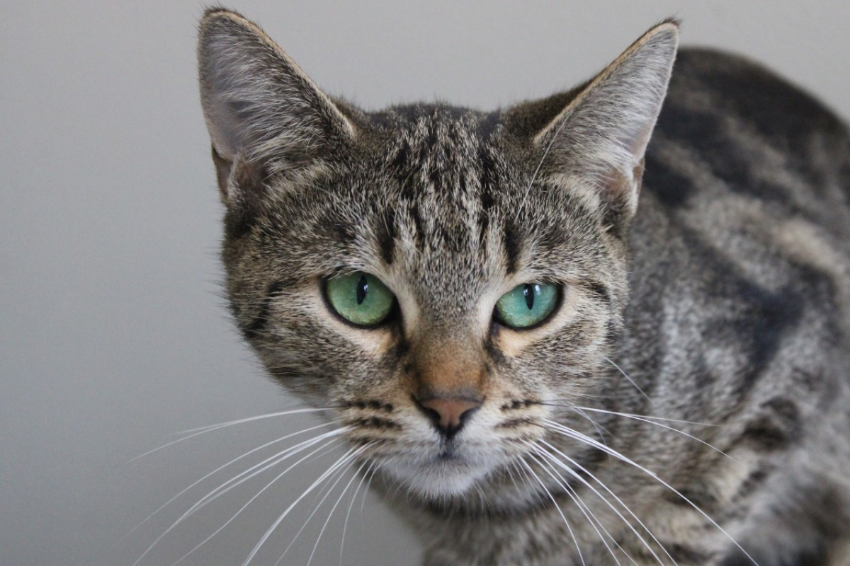 Photo #1 de Camembert