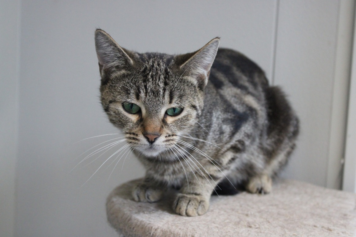 Photo #2 de Camembert