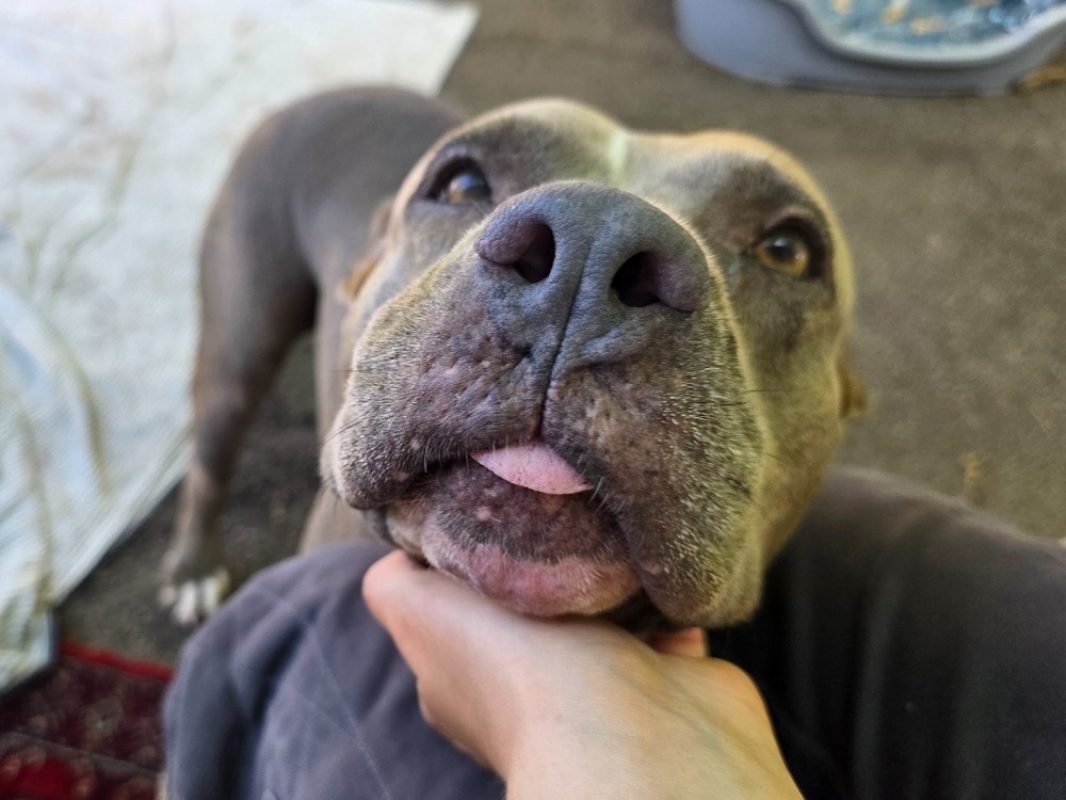 Aureka - Chien à adopter