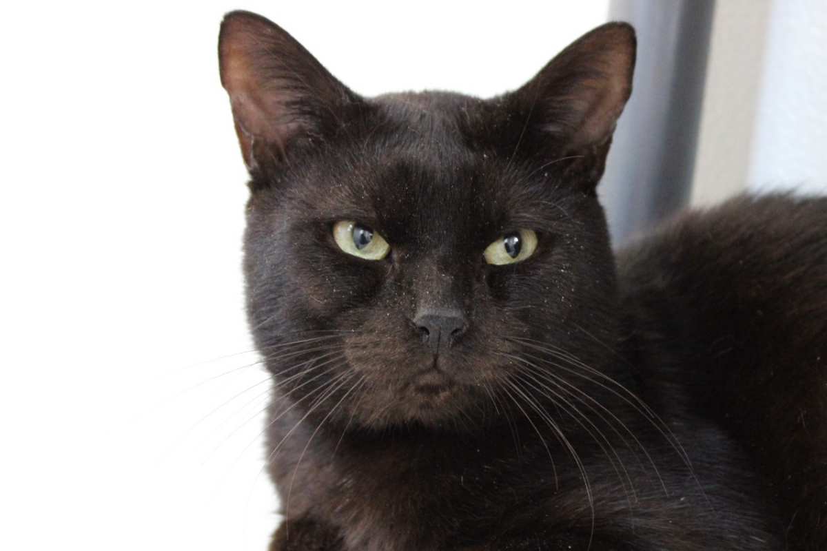 Photo #1 de Gribouille