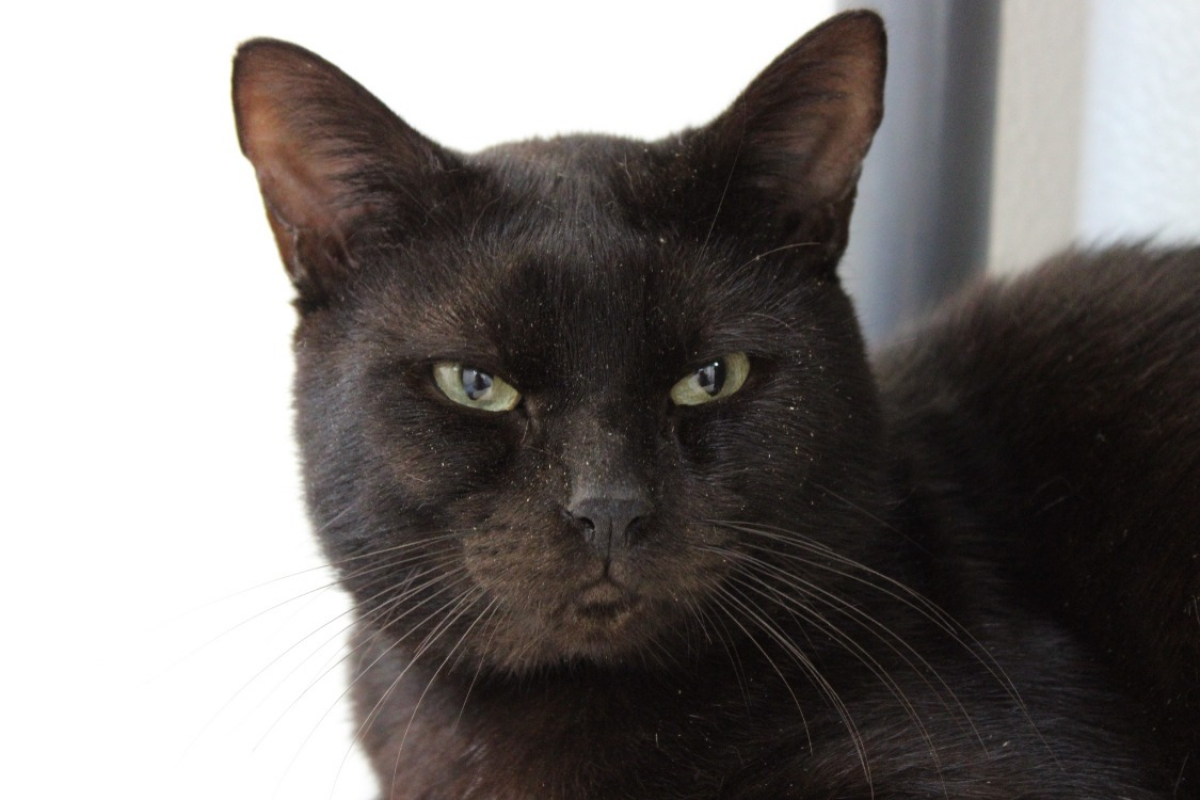 Photo #2 de Gribouille