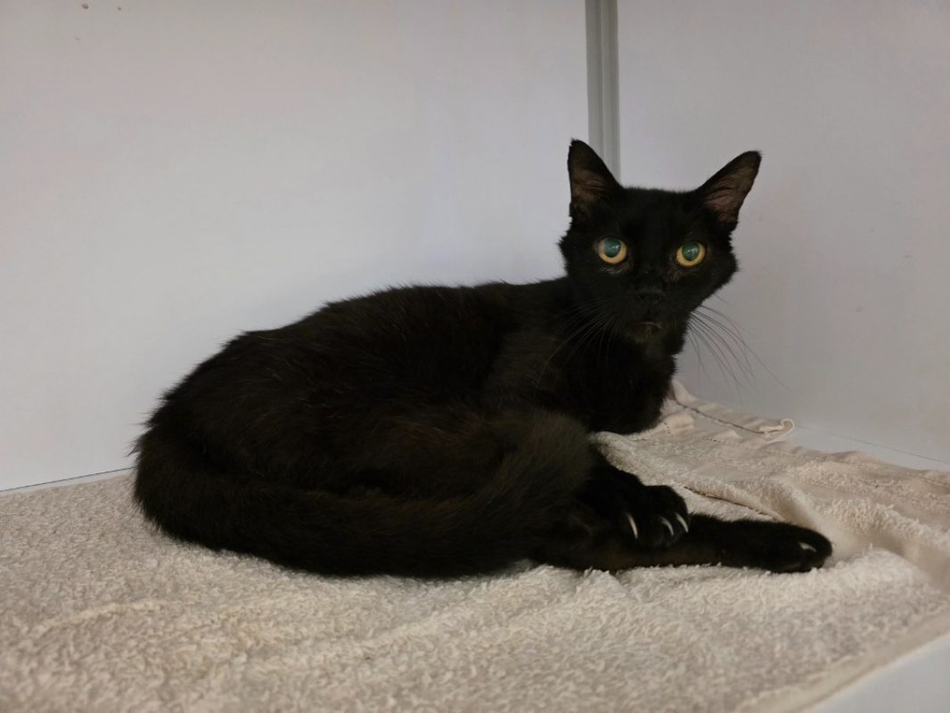 Lilou - Chat Européen à adopter