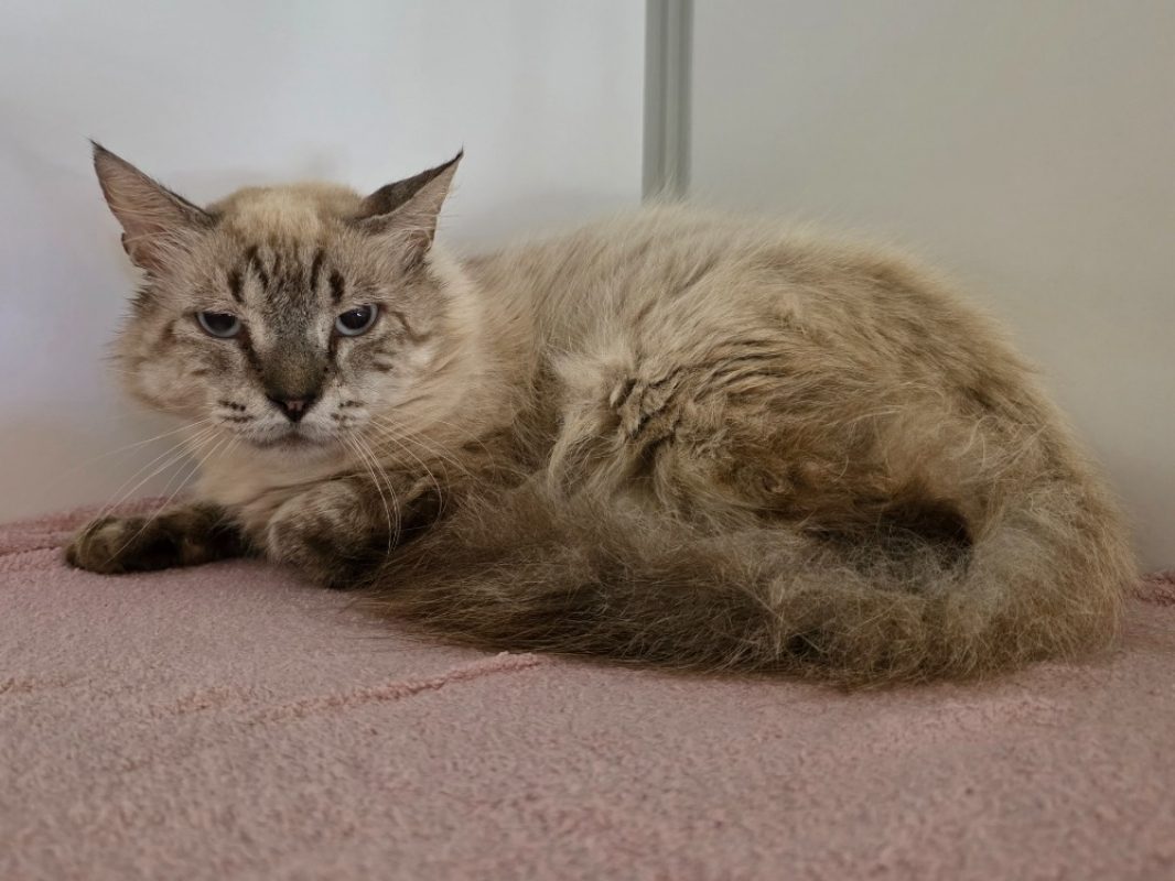Many - Chat Européen à adopter