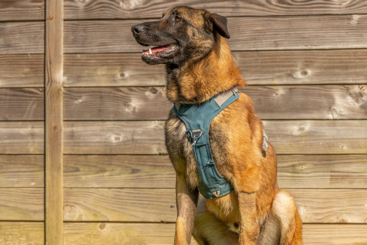 Cheikh - Chien Berger Belge Malinois à adopter