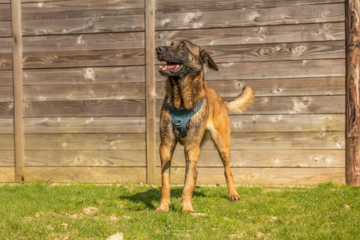 Cheikh - Chien Berger Belge Malinois à adopter - photo 2