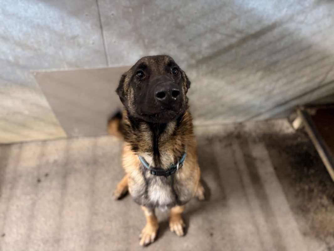 Cheikh - Chien Berger Belge Malinois à adopter - photo 3