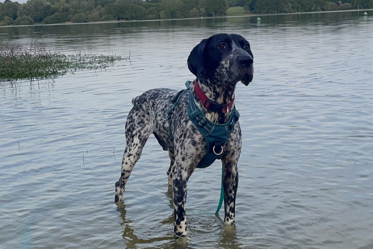 Prince - Chien Braque d'Auvergne à adopter