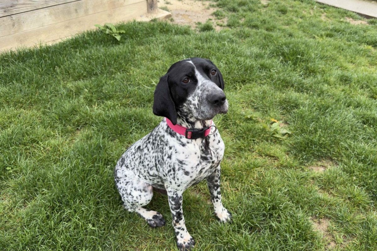 Prince - Chien Braque d'Auvergne à adopter - photo 2
