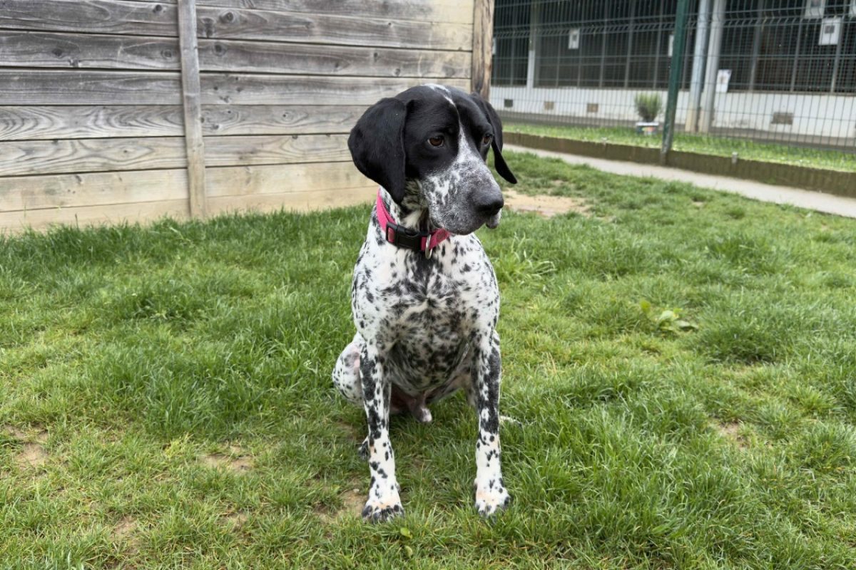 Prince - Chien Braque d'Auvergne à adopter - photo 3
