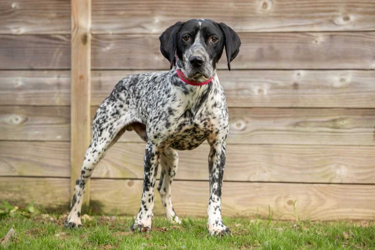 Prince - Chien Braque d'Auvergne à adopter - photo 4