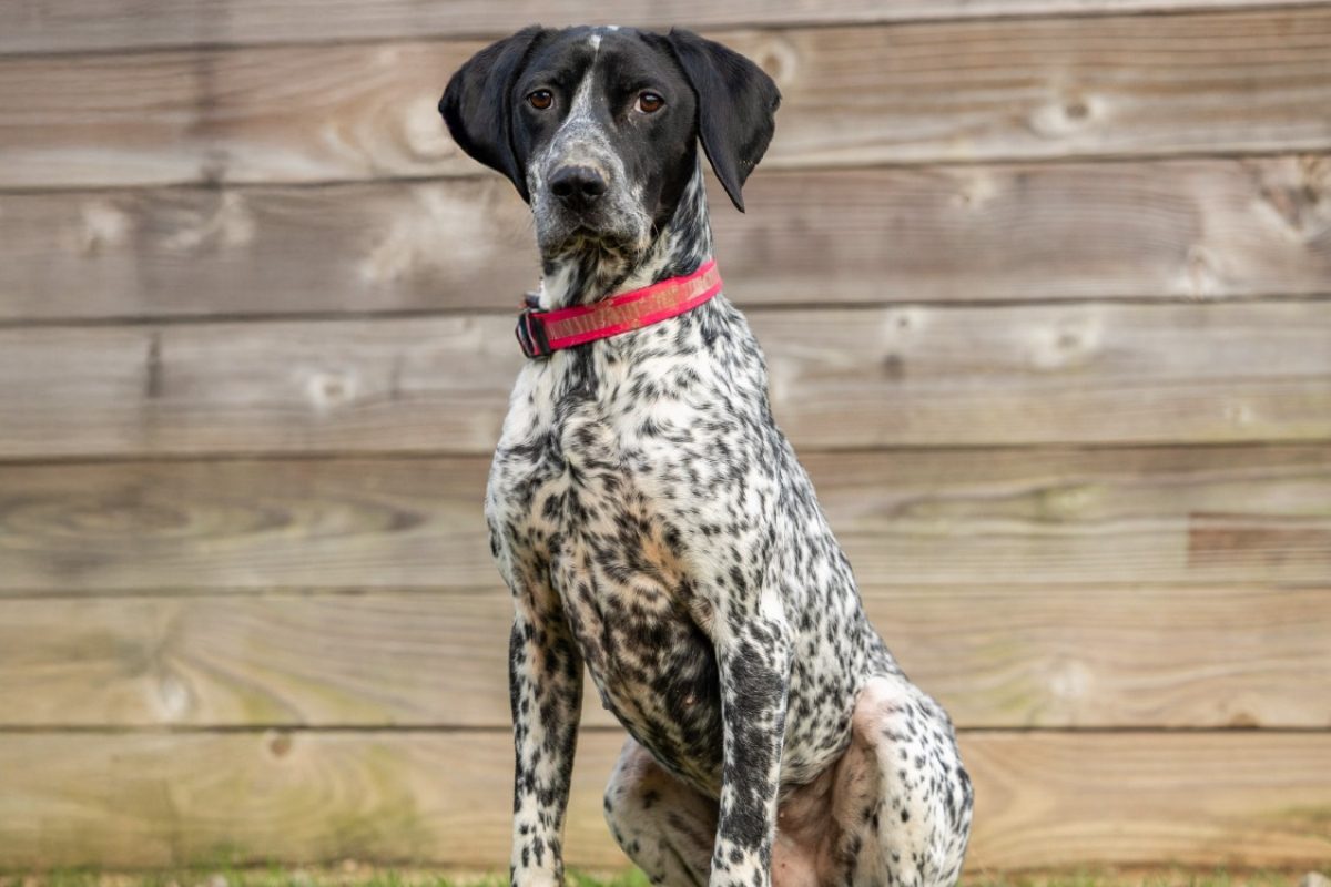 Prince - Chien Braque d'Auvergne à adopter - photo 5