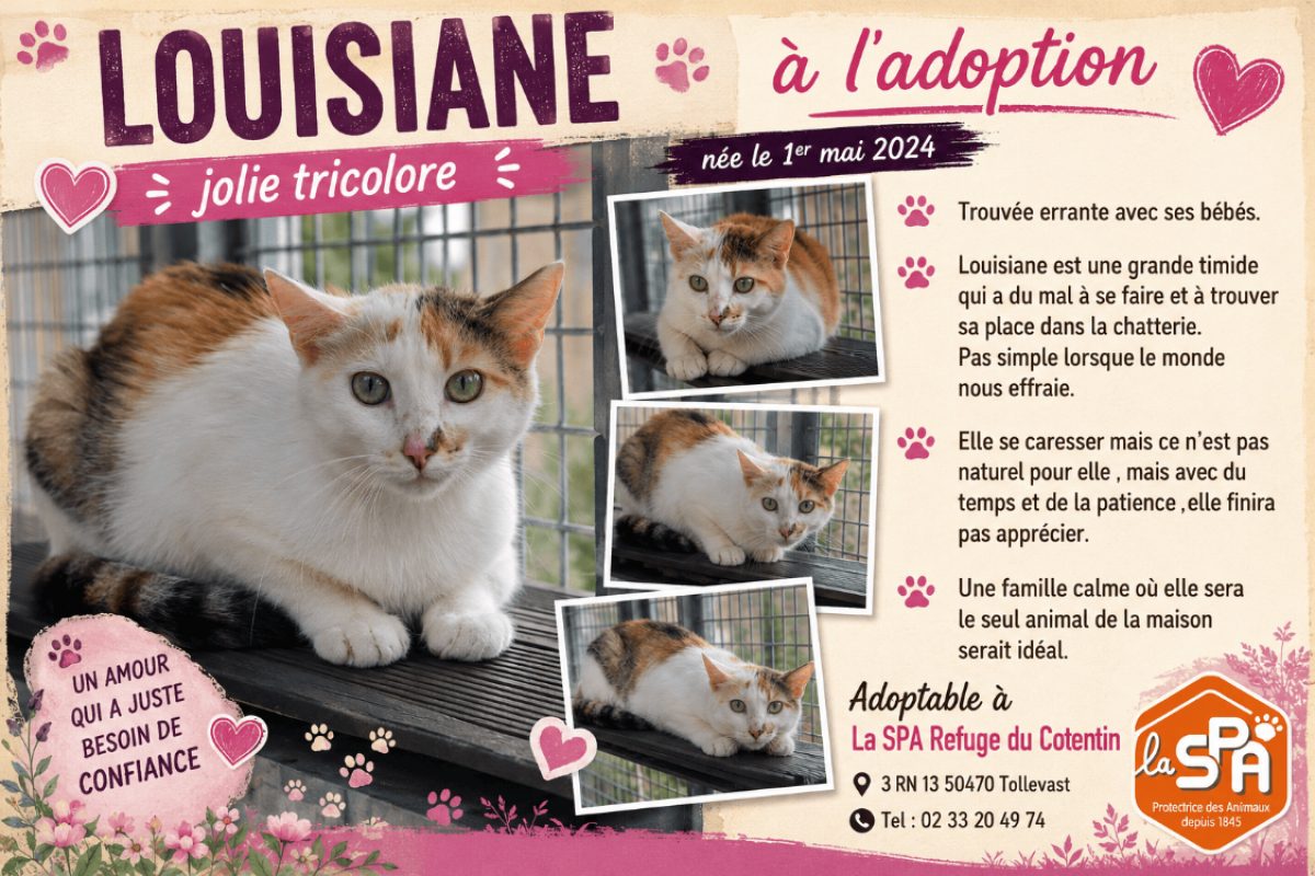 Louisiane - Chat Européen à adopter