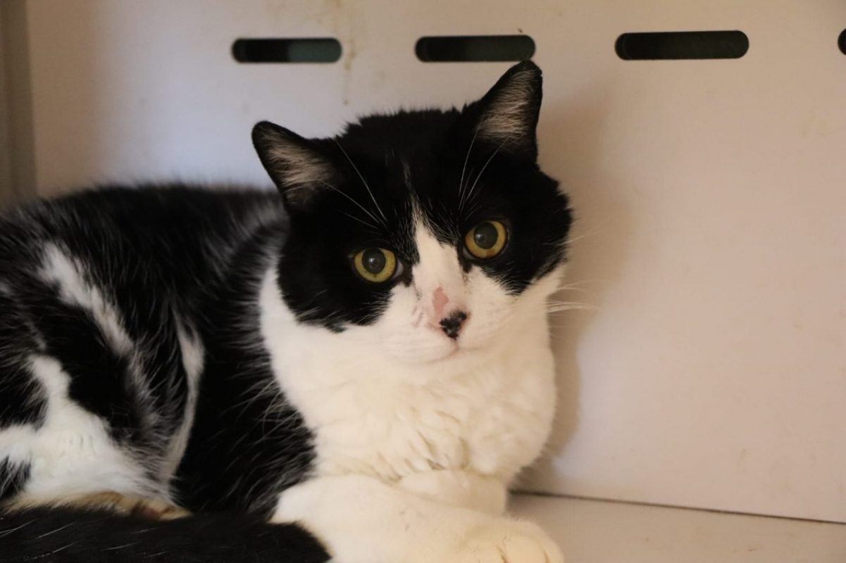Bebe - Chat Européen à adopter