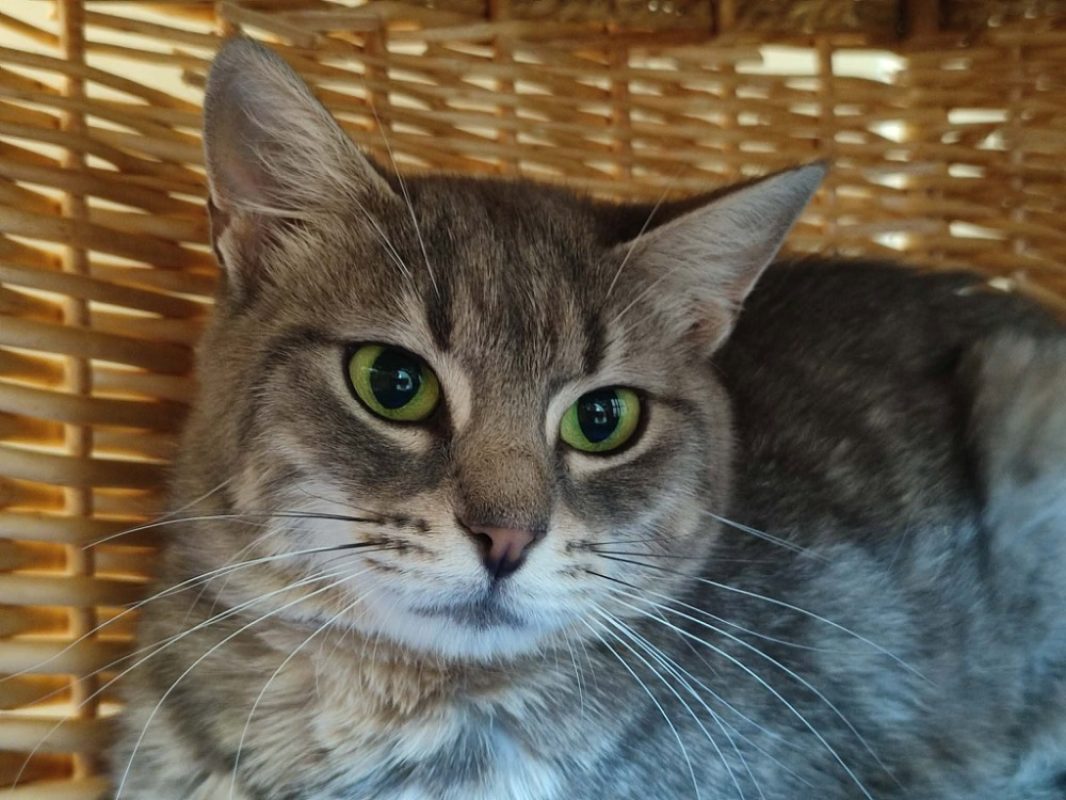 Polly - Chat Européen à adopter - photo 2