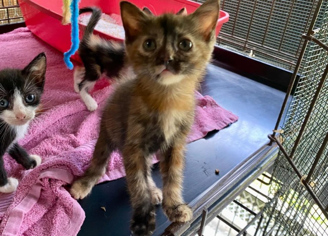 Where - Chat Européen à adopter