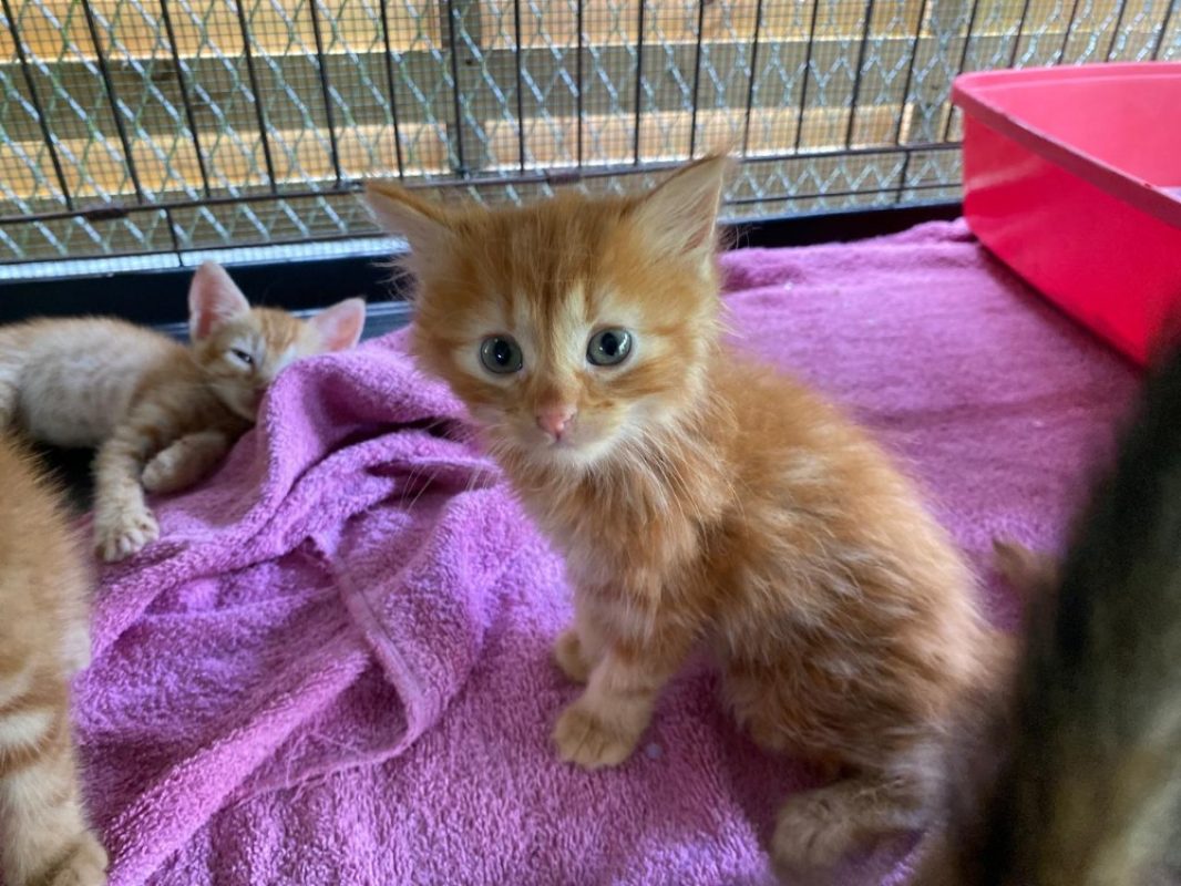 Why - Chat Européen à adopter
