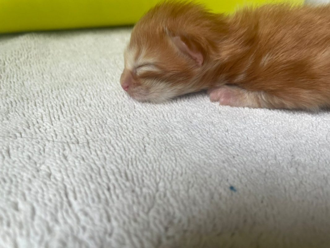 Why - Chat Européen à adopter - photo 4