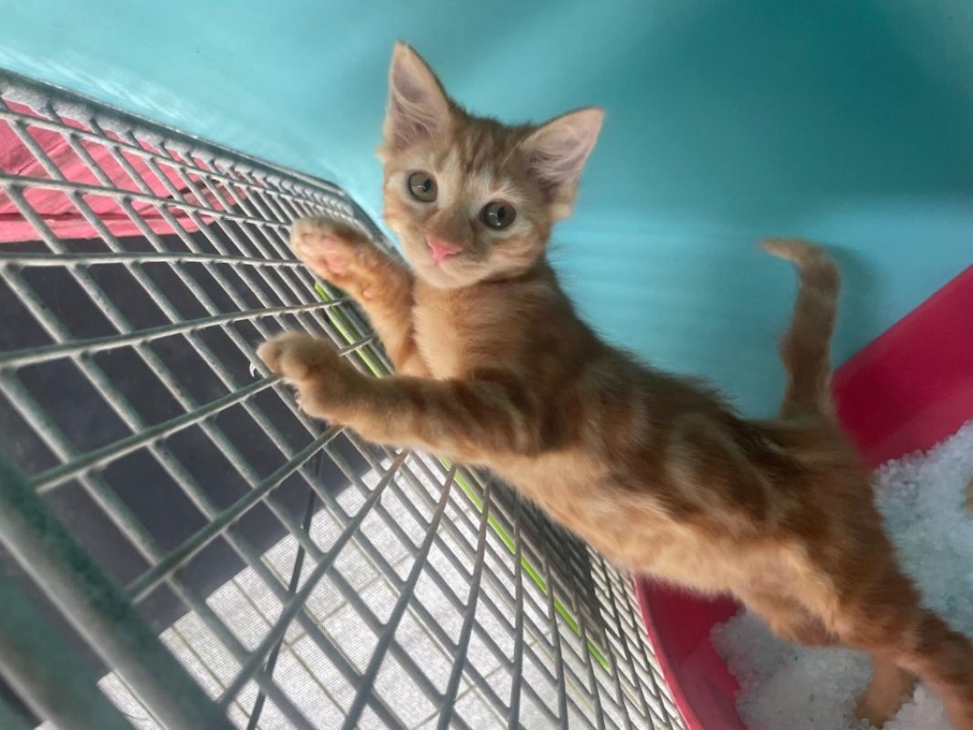 Why - Chat Européen à adopter
