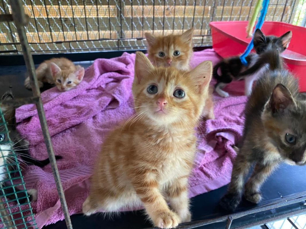 What - Chat Européen à adopter