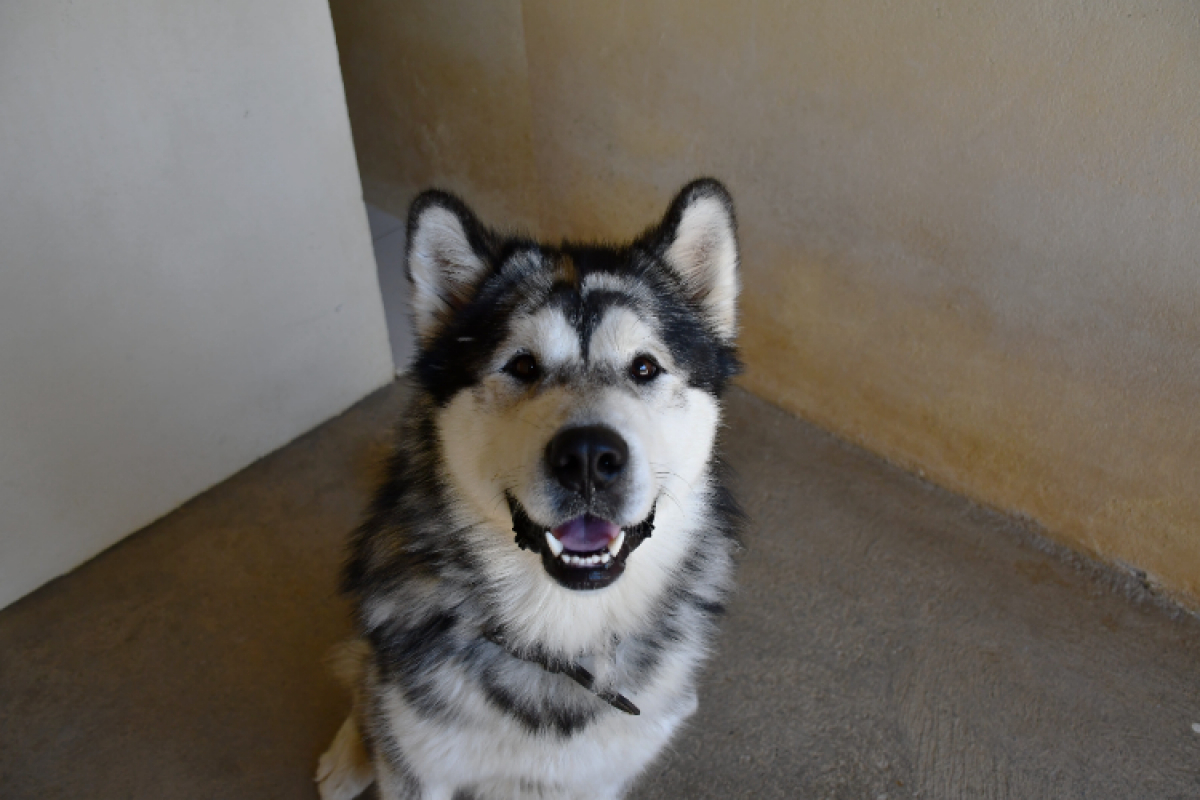 Photo #1 de Kyko boy