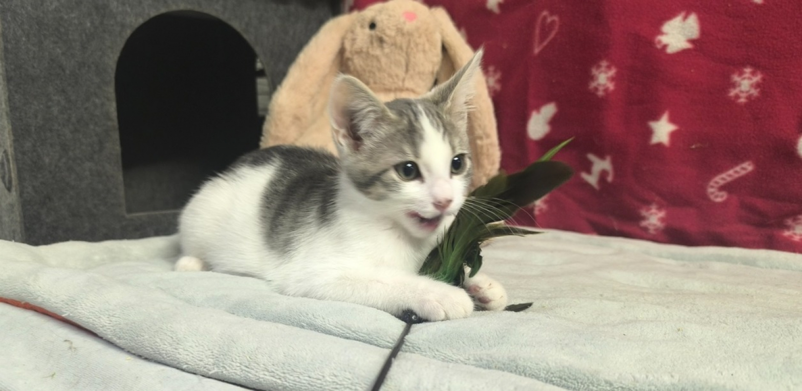Photo #2 de Poupette