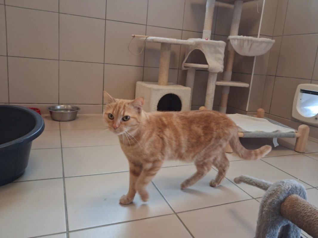 Plume - Chat Européen à adopter