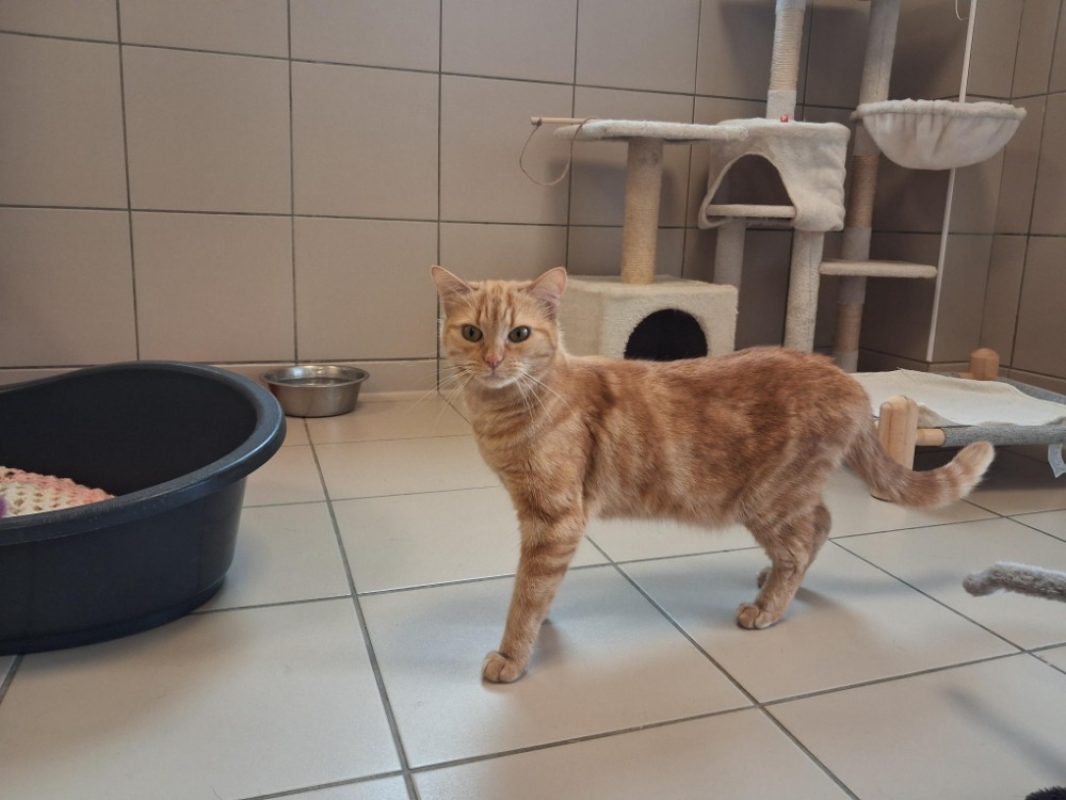 Plume - Chat Européen à adopter - photo 3