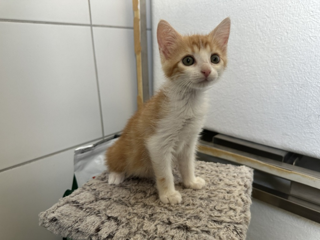 Photo de Naia