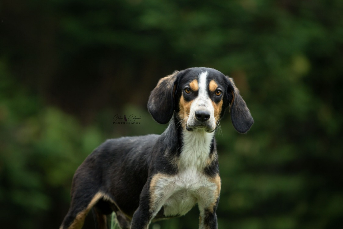 Oreo - Chien à adopter