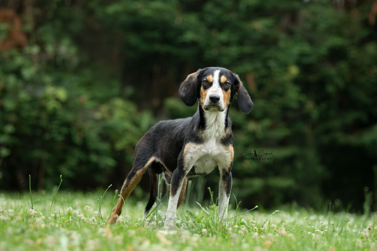 Oreo - Chien à adopter - photo 2