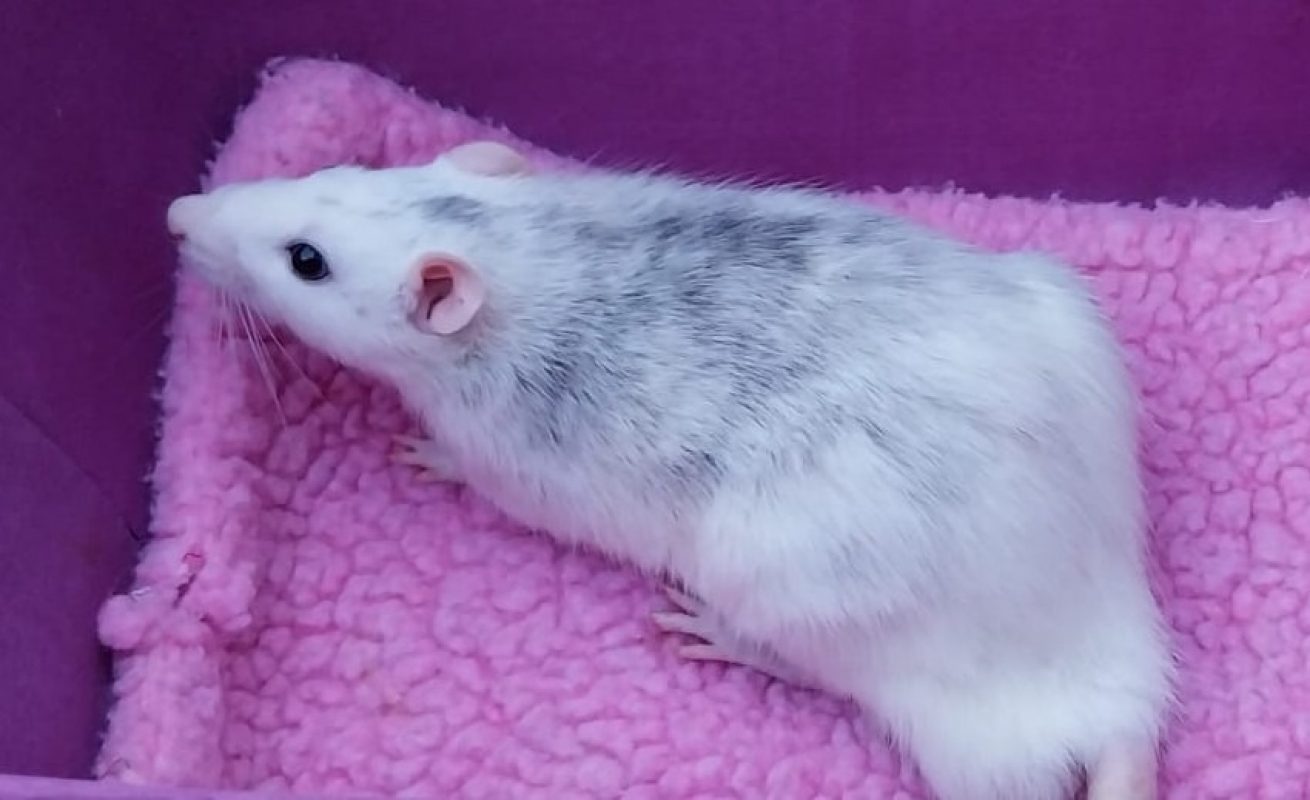 Cheeper - Rongeur Rat à adopter