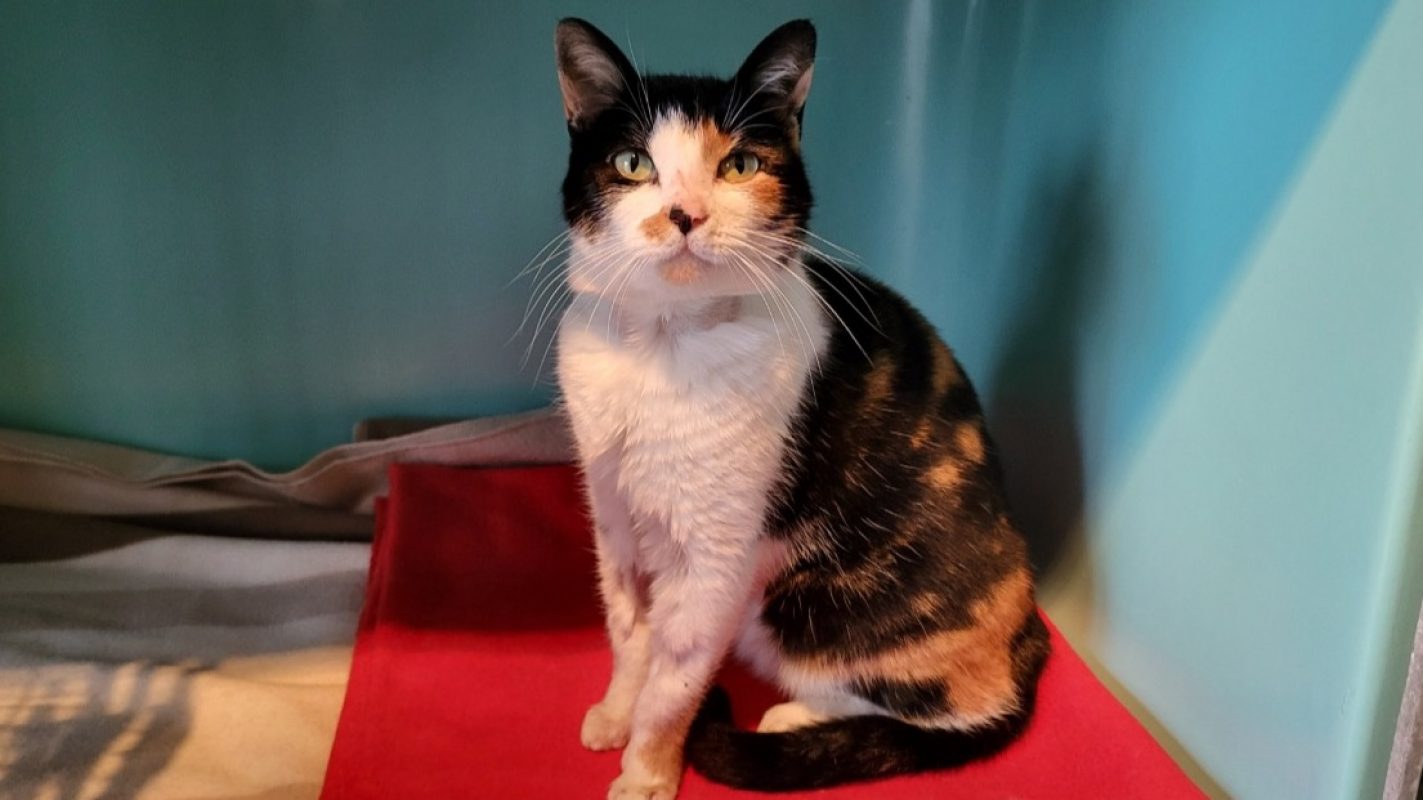 Bloody - Chat Européen à adopter