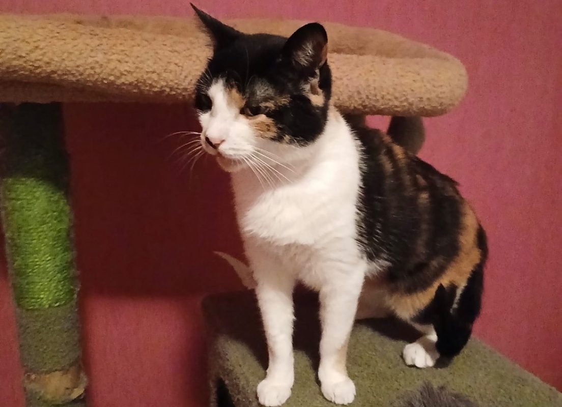 Bloody - Chat Européen à adopter - photo 2
