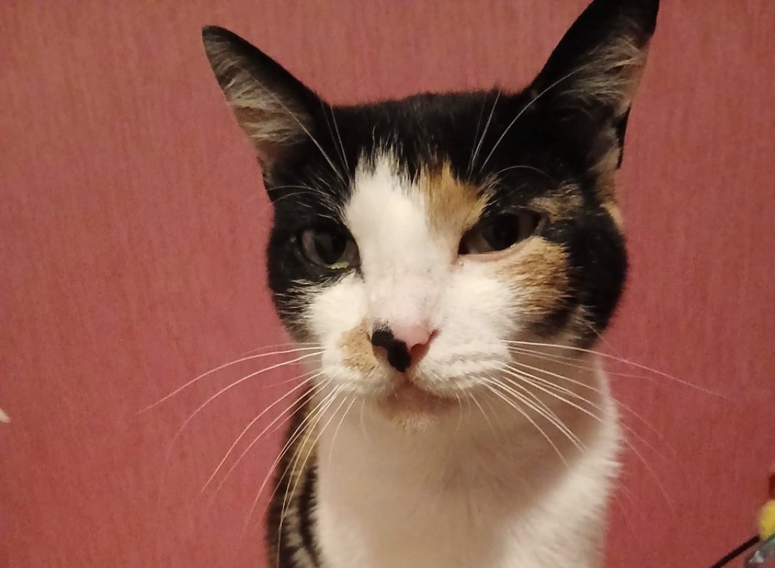 Bloody - Chat Européen à adopter - photo 4