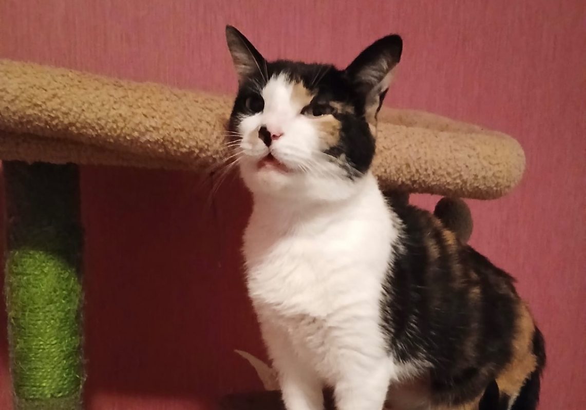 Bloody - Chat Européen à adopter - photo 5