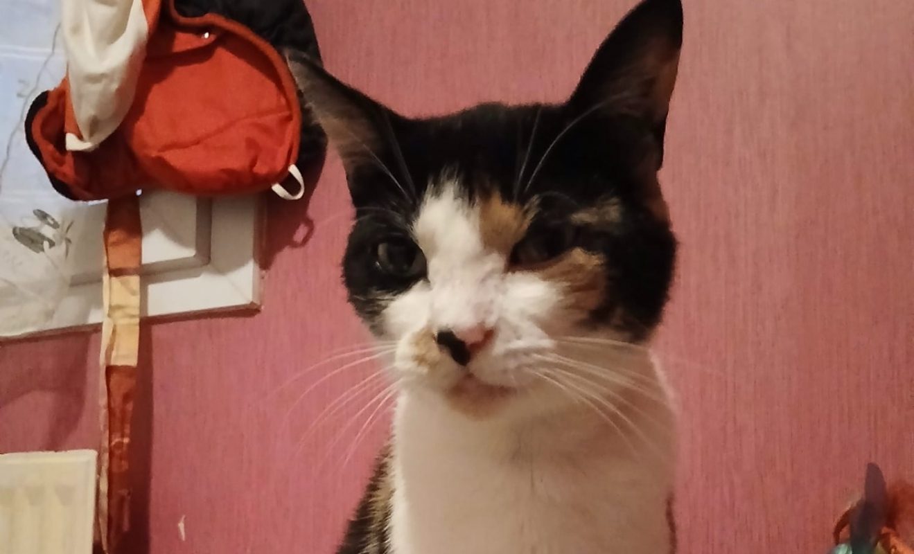 Bloody - Chat Européen à adopter - photo 7