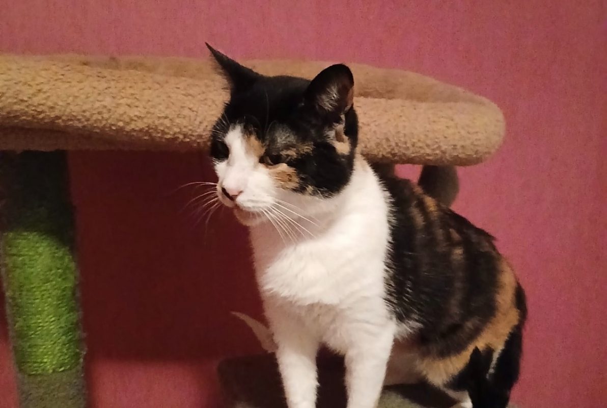 Bloody - Chat Européen à adopter - photo 8