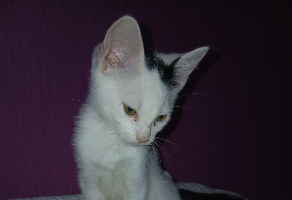 Photo #2 de Bao
