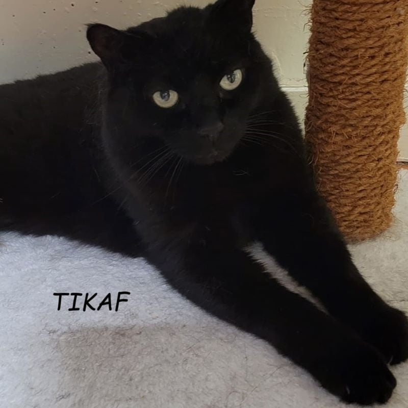 Photo de Tikaf