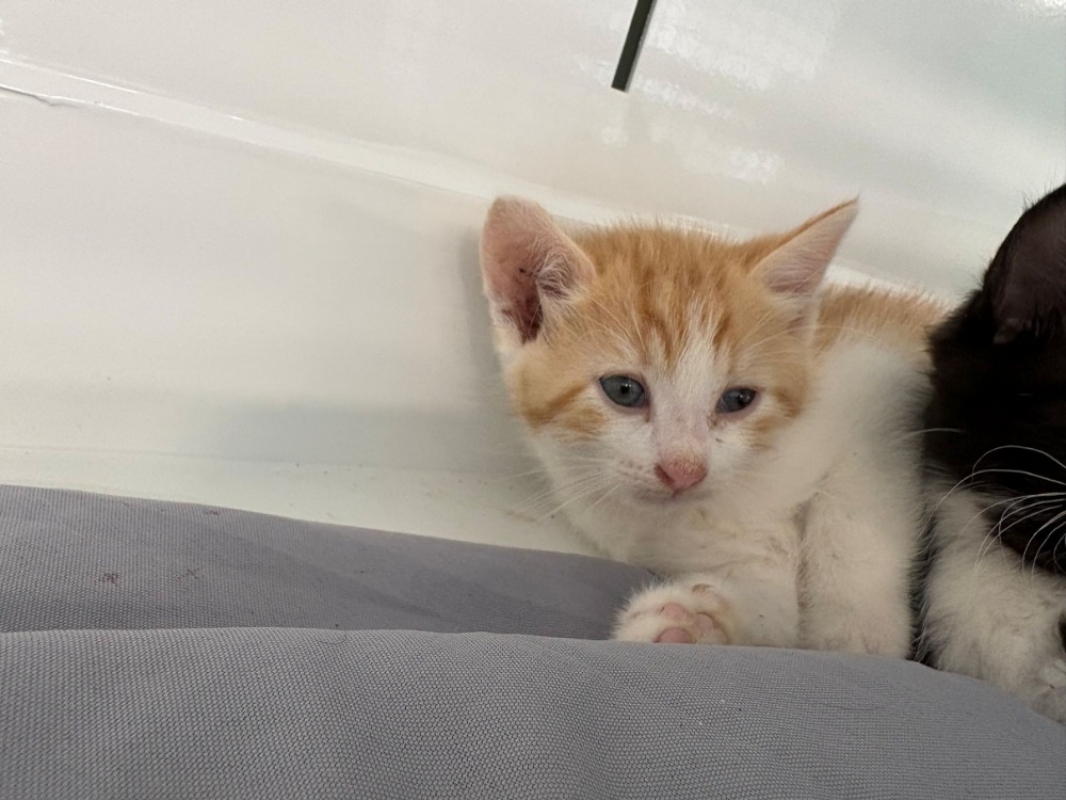 Photo de Abricot