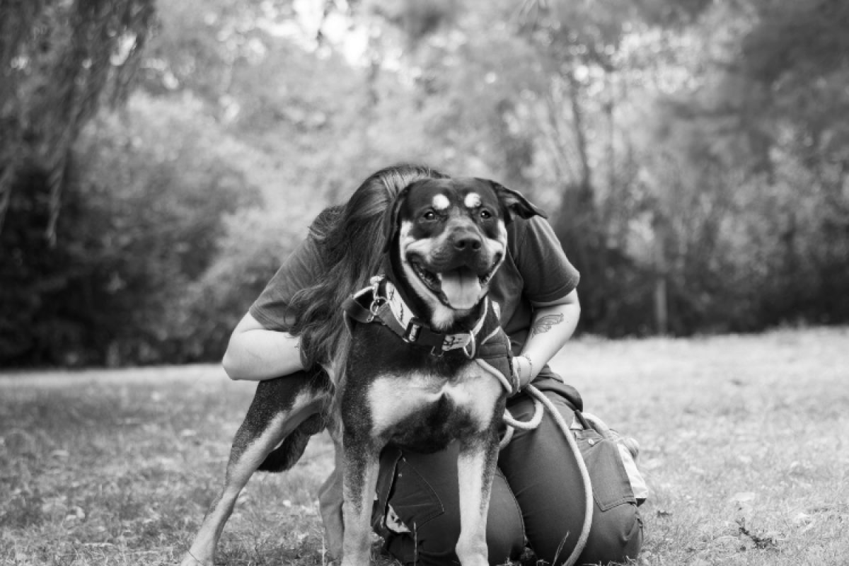 Remo - Chien à adopter