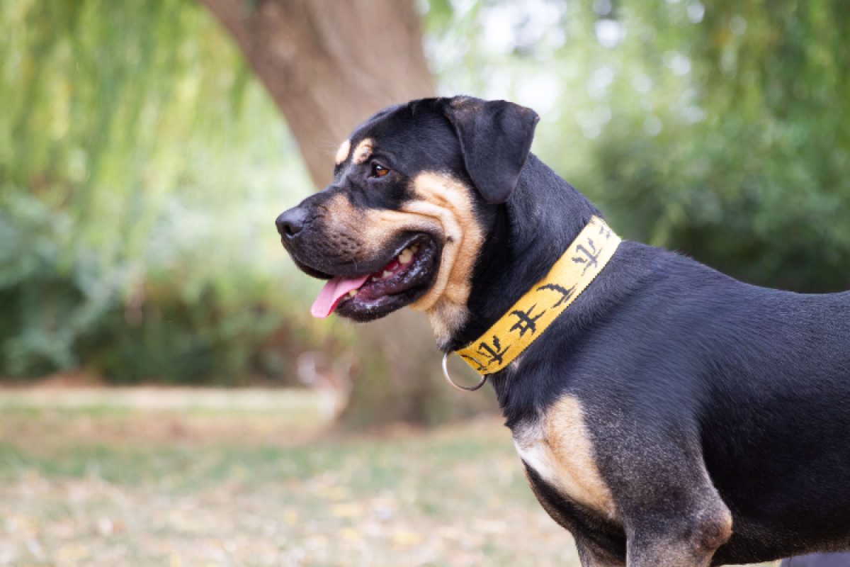 Remo - Chien à adopter - photo 3