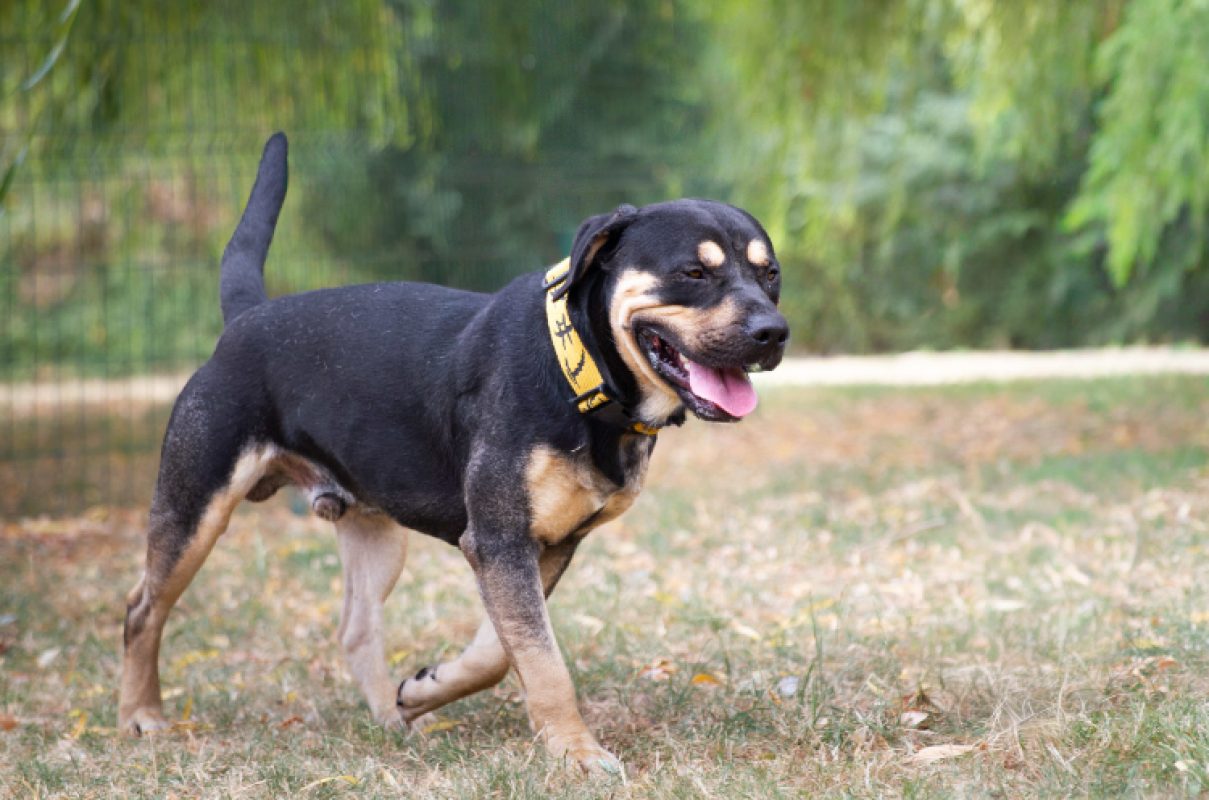 Remo - Chien à adopter - photo 4