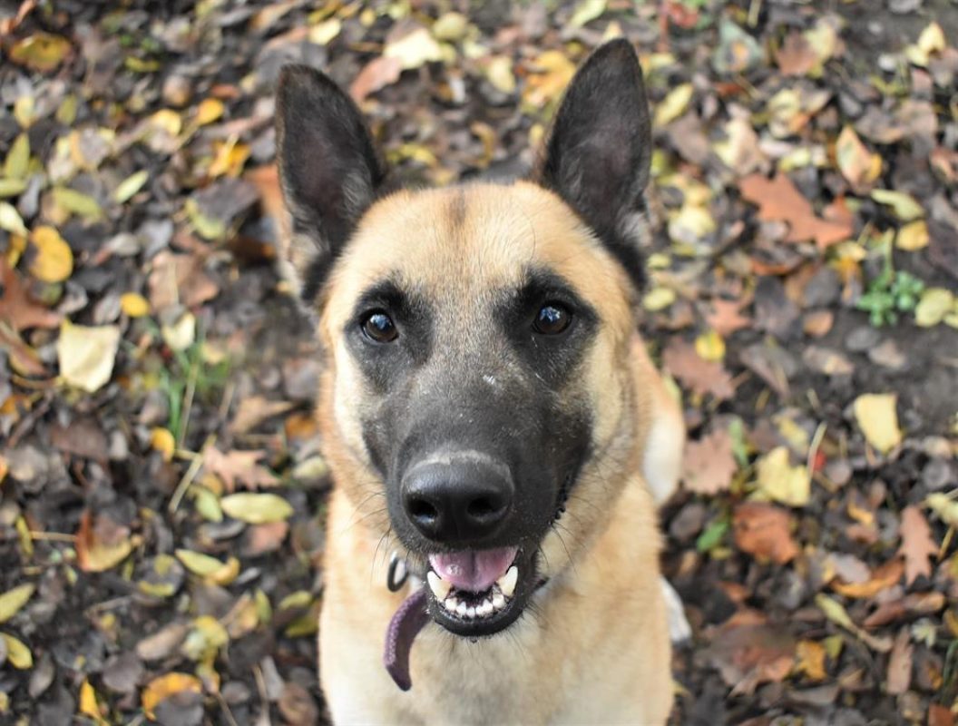 Sandero - Chien à adopter