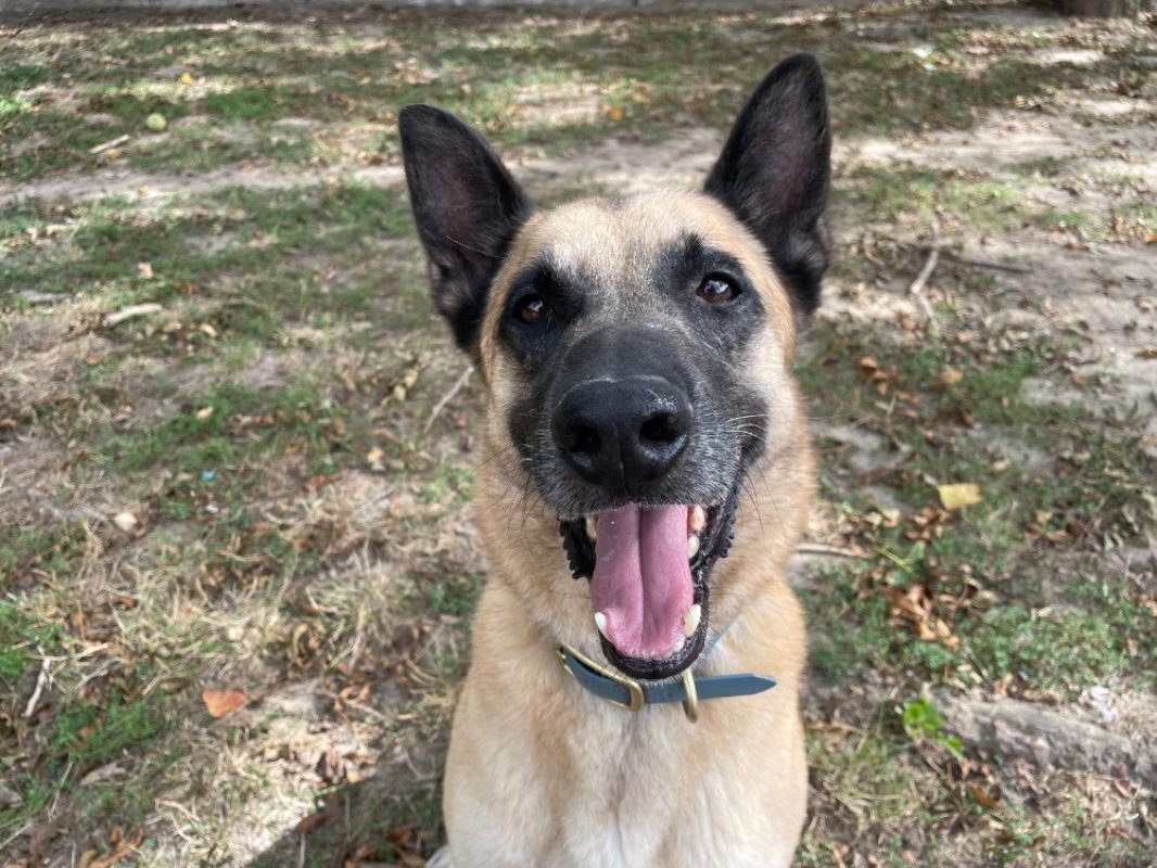 Sandero - Chien à adopter