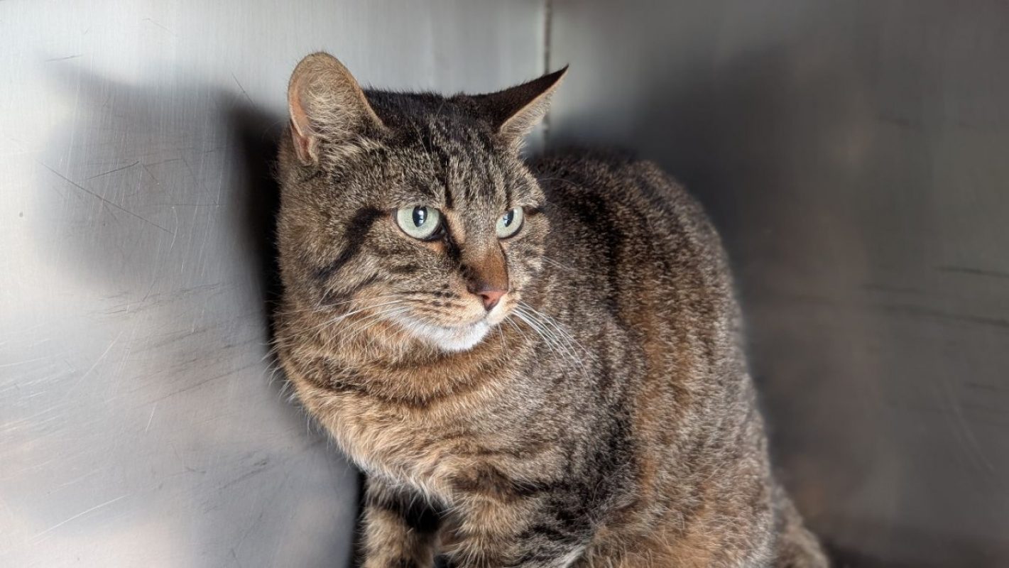 Suzy / surimi - Chat Européen à adopter