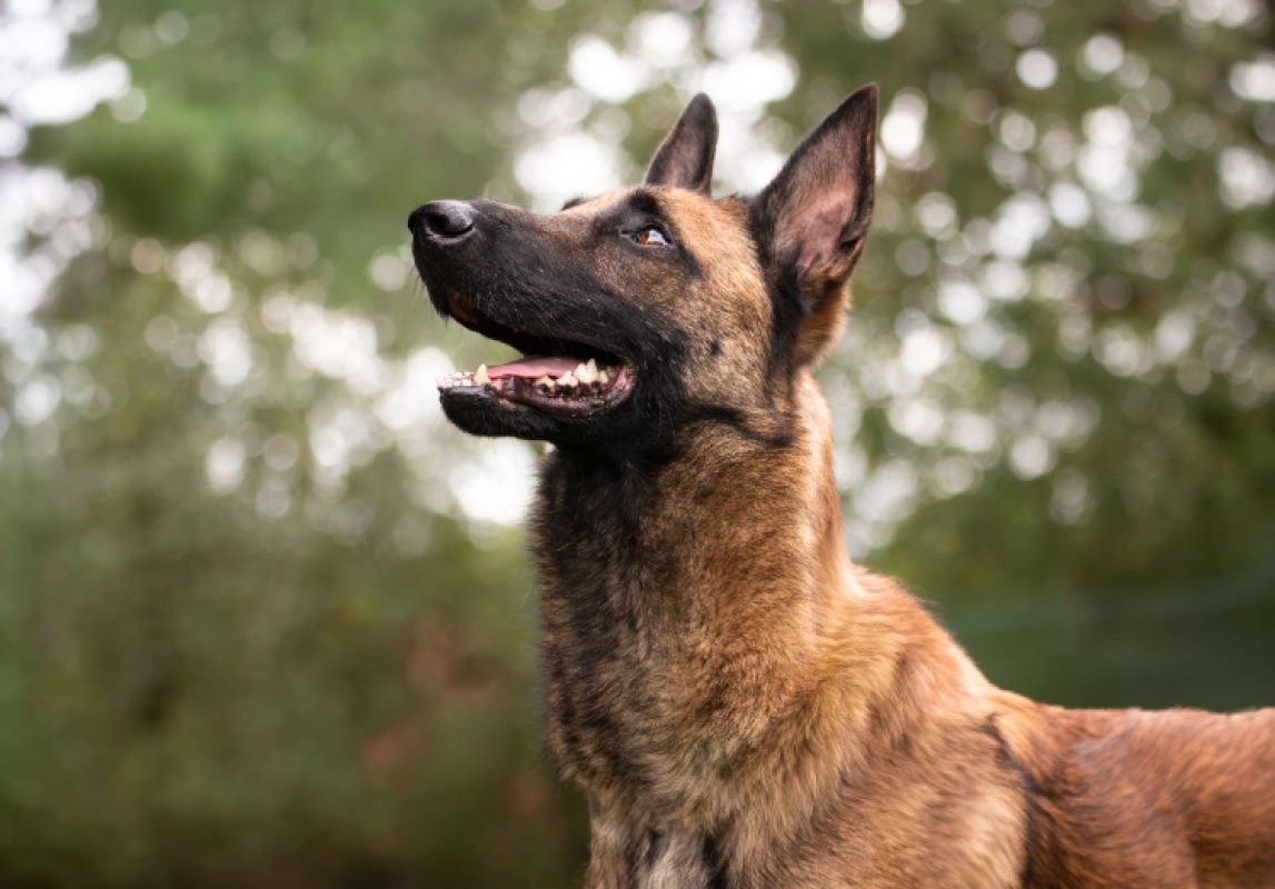 Valjean - Chien Berger Belge Malinois à adopter