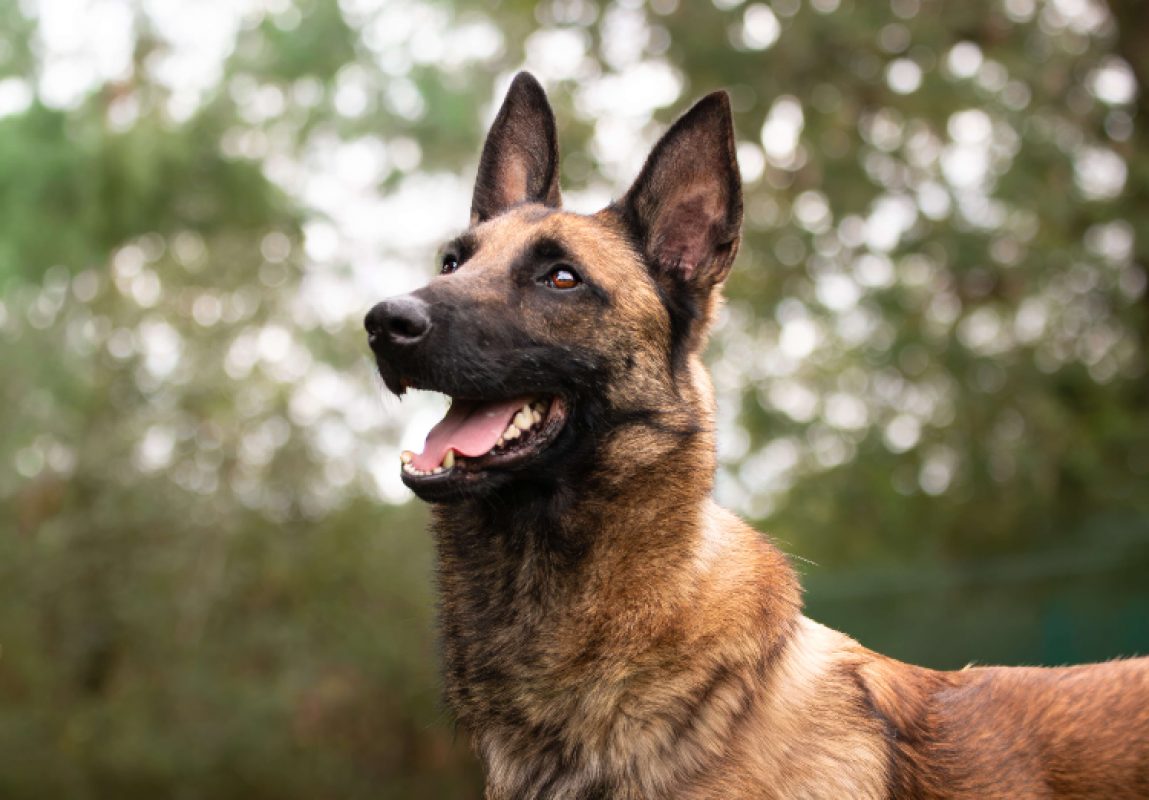 Valjean - Chien Berger Belge Malinois à adopter - photo 2