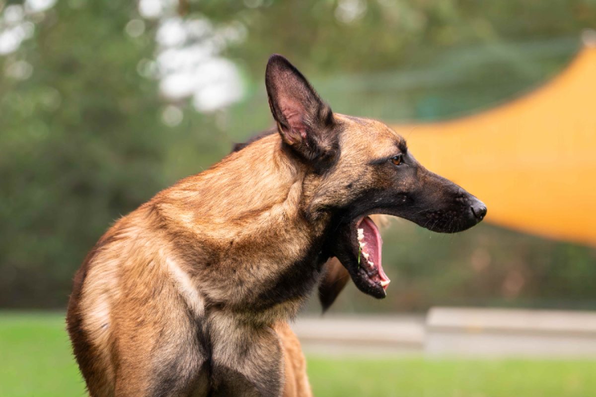 Valjean - Chien Berger Belge Malinois à adopter - photo 3