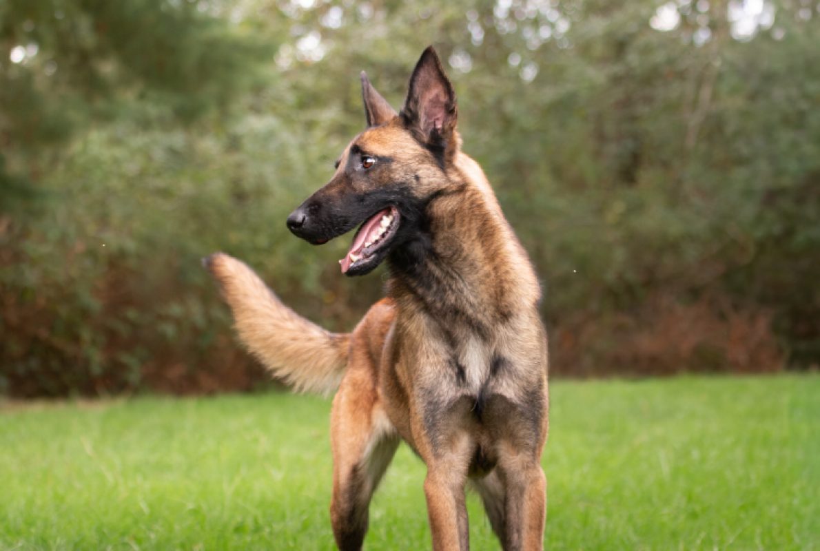 Valjean - Chien Berger Belge Malinois à adopter - photo 4